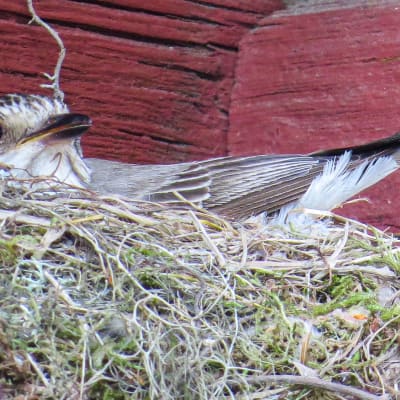 Ruvande småfågel