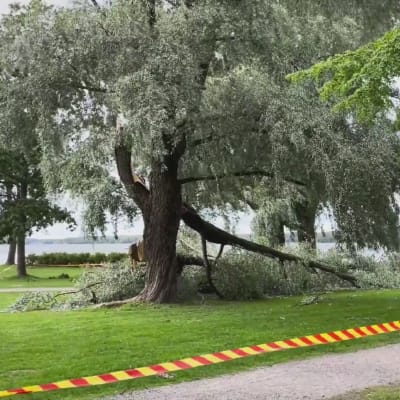 Bruten silverpil i Stallörsparken i Ekenäs med avspärrning i rött och gult framför.