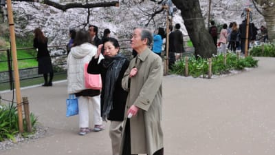 Ett äldre par promenerar förbi blommande körsbärsträd i Tokyo
