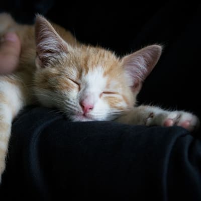 Katt som sover i en famn.