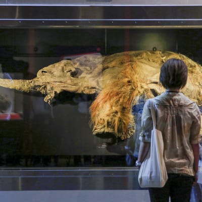Yuka:ksi nimetty mammutti näyttelyssä Jokohamassa Japanissa.