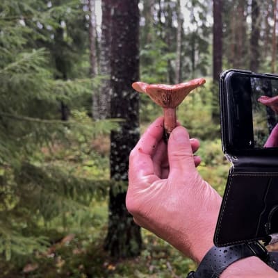 Sienestäjä kuvaa sientä puhelimella.
