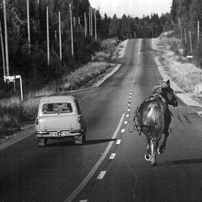 Bil och häst på väg. Hästen rymmer.