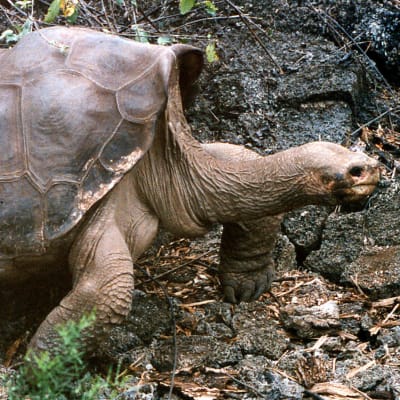 Den berömda sköldpaddan ensamme George på Galapagosöarna