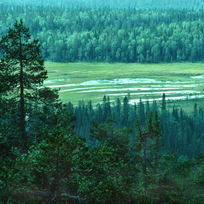 Suota ja metsää Seitsemisen kansallispuistossa.