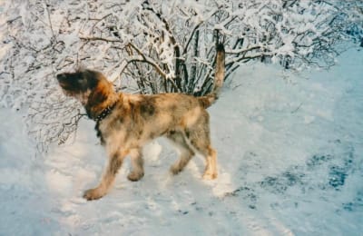 Koira kävelee kuvassa oikealta vasemmalle talvisella pihalla lumisen pensaan edessä.