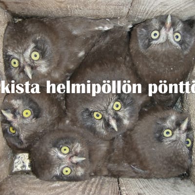 helmipöllön poikaset pöntössä