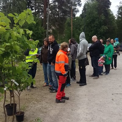 Föräldrar köar för att få plantera personliga träd i Nickby.