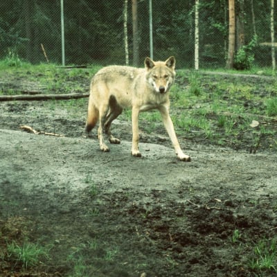 Varg i Ähtäri djurpark
