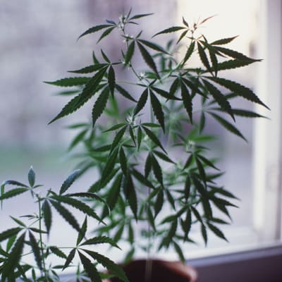 Kannabis-planta på fönsterbräda