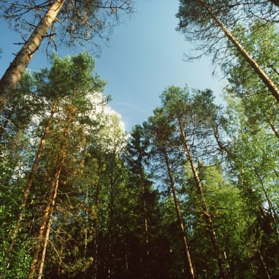 Mäntyjä ja lehtipuita keväisessä metsässä