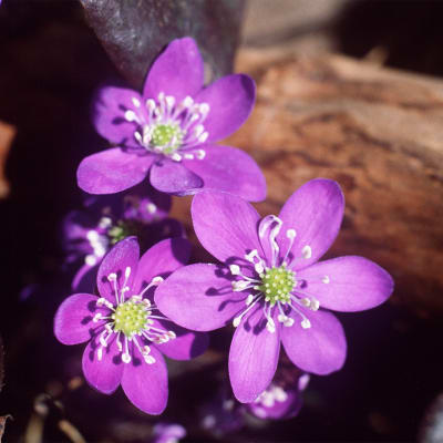sinivuokko