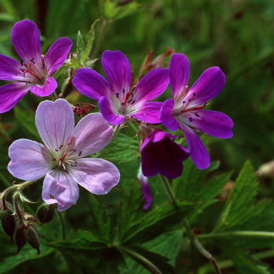 Metsäkurjenpolvi (Geranium sylvaticum)