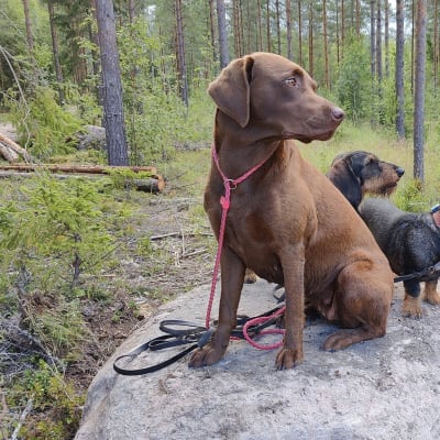 Kolme koiraa istuu metsässä kiven päällä ja katsoo oikealle.