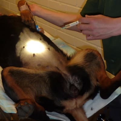 Under en jour behandlar veterinären Tomas Häggvik både stora och små djur, här ska en hund opereras.