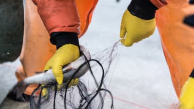 Fiskare tar loss fisk från nät