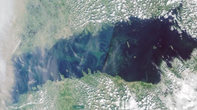 En satellitbild av Finska viken som visar gröna virvlar av blågröna alger i västra delen, medan den östra delen är friare från alger.