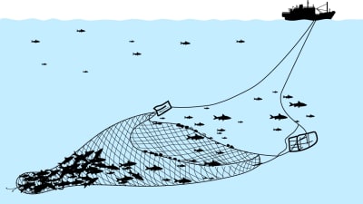 Illustration över trålfiske