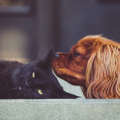 En katt och en hund ligger tillsammans på ett golv.