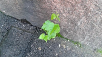 Ogräs på trottoaren