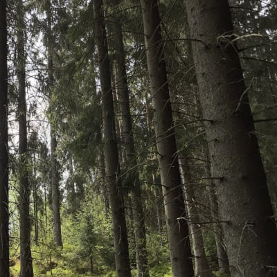 Kuusipuita Tampereen Kaupin metsikössä