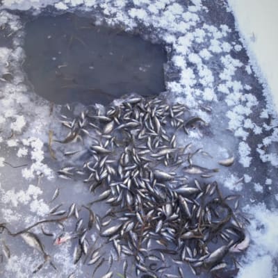 Död småfisk vid en öppning i isen.