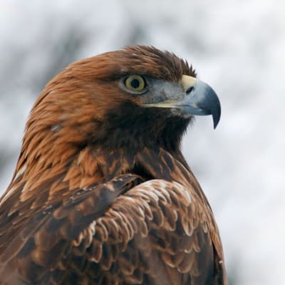 Maakotka