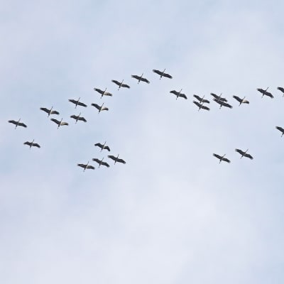 Kurjet muuttavat