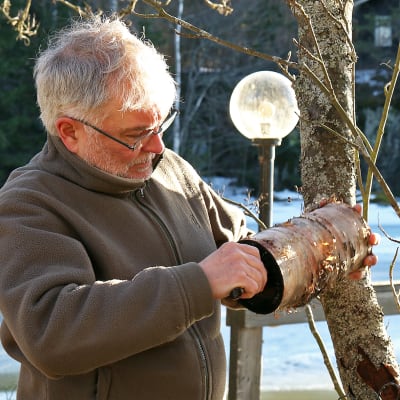 Mies puhdistaa kepillä linnunpönttöä edellisvuoden roskista.