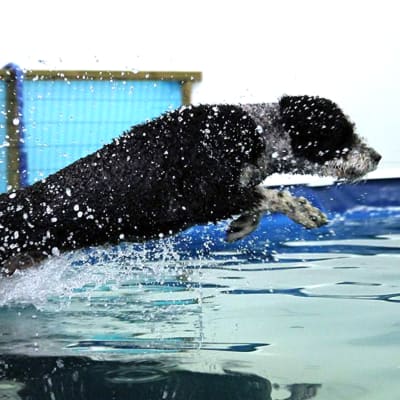 Koira loikkaa veteen uimahallissa