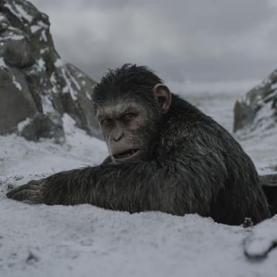 Caesar (Andy Serkis) har kommit upp ur ett hål i marken och ser sig omkring.