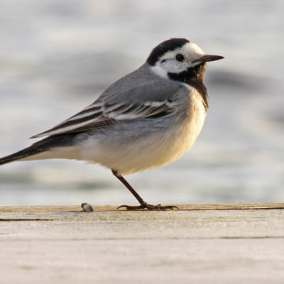 Västäräkki seisoo