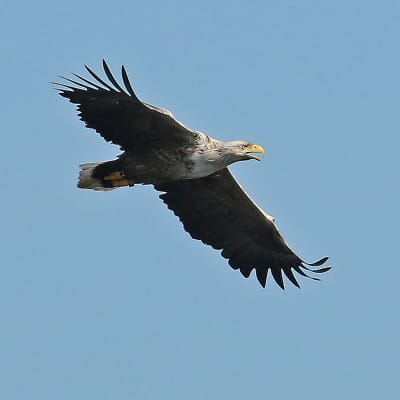 En havsörn flyger med vingfarna utbredda.