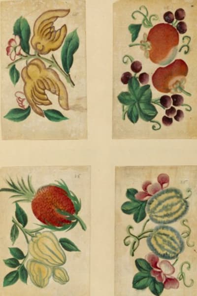 Fyra teckningar av grönsaker och frukt. Four drawings of vegetables and fruit. THE NEW YORK PUBLIC LIBRARY DIGITAL COLLECTIONS