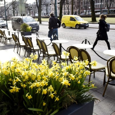 Narsissit kukkivat ravintolan terassilla Helsingin Esplanadilla 12. huhtikuuta.