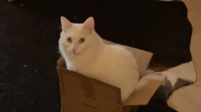 Katt i låda.