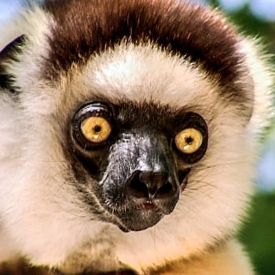Madagaskar - uusimmat sisällöt – 