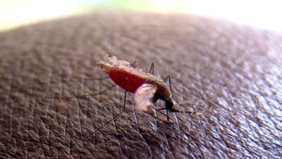 malariamygga
