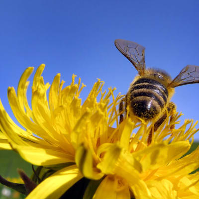 Närbild på ett bi som har landat i en knallgul maskros. 