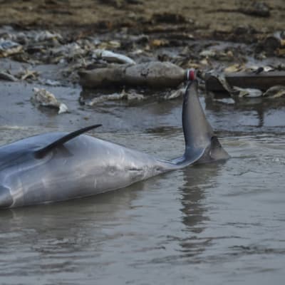 Kuollut delfiini makaa rantavedessä