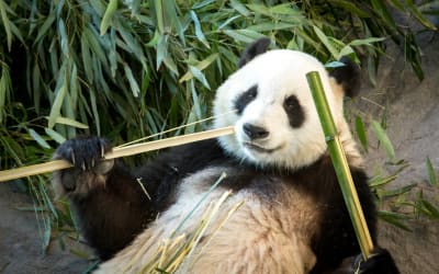 Panda äter vid Etseri djurpark.