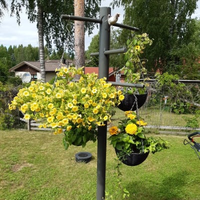 Blomampelställning med gula blommor.