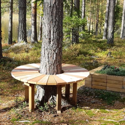 Bänk runt ett träd.