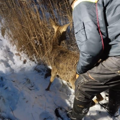 Ruskea, märkäturkkinen metsäkauris lumisella rannalla. Ihminen pitelee kaurista. Taustalla rantaheinikkoa.