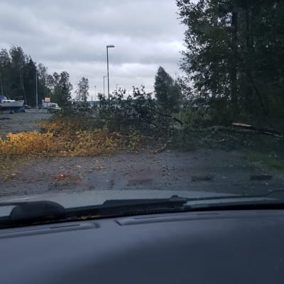 Omkullblåst träd i Gerby i Vasa.