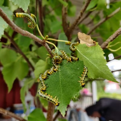 Prickiga larver på blad