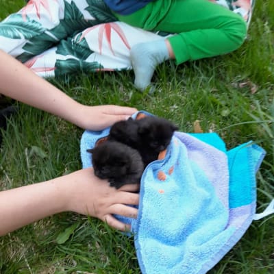 Två eller tre kattungar i en handduk på en gräsmatta. Ett barns händer håller i handduken.
