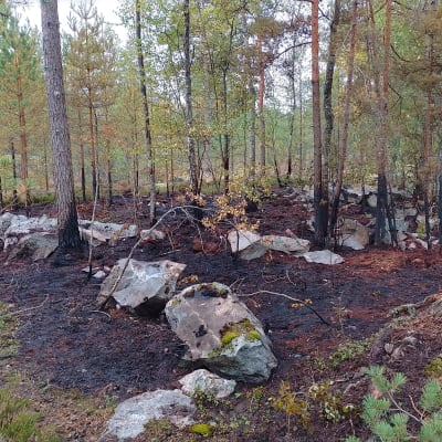 En markbrand där marken är riktigt svart kring stenar ochtallar.