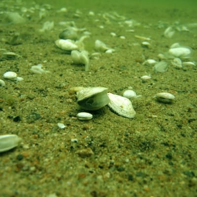 Musslor har dött av syrebrist på havsbottnen. De ligger vanligtvis i sanden, här har de förgäves tagit sig upp ur sedimentet för att få syre.