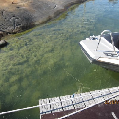 Alger i Skärgårdshavet